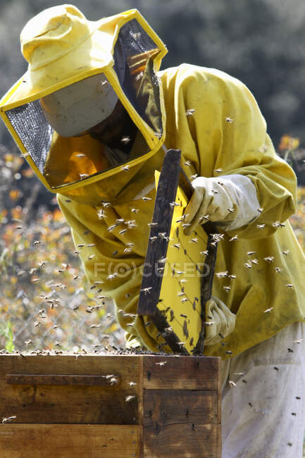 Пчеловод осматривает улей — стоковое фото