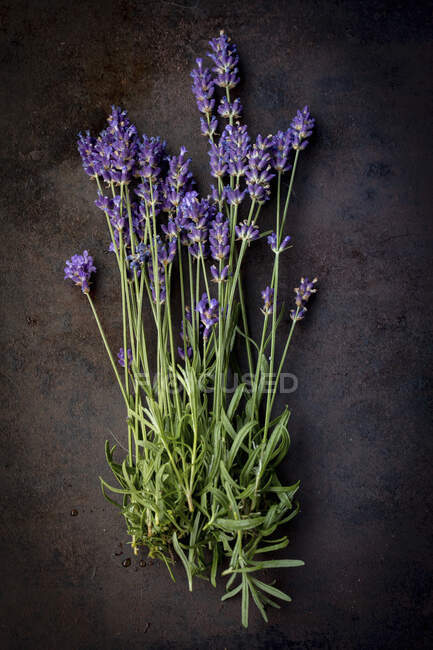Свіжі квіти лаванди на темній поверхні — стокове фото