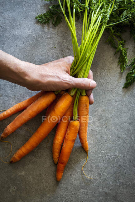 Una mano sosteniendo un ramo de zanahorias en una superficie de piedra - foto de stock