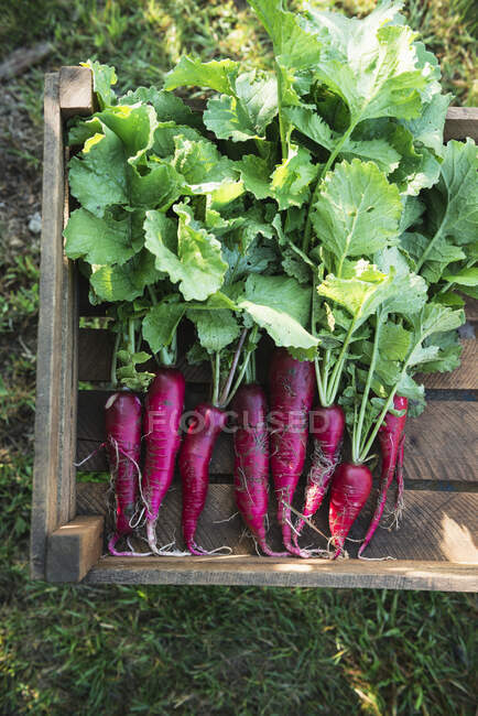Wooden box with freshly harvested radish of the Hilds Neckarruhm variety — Stock Photo