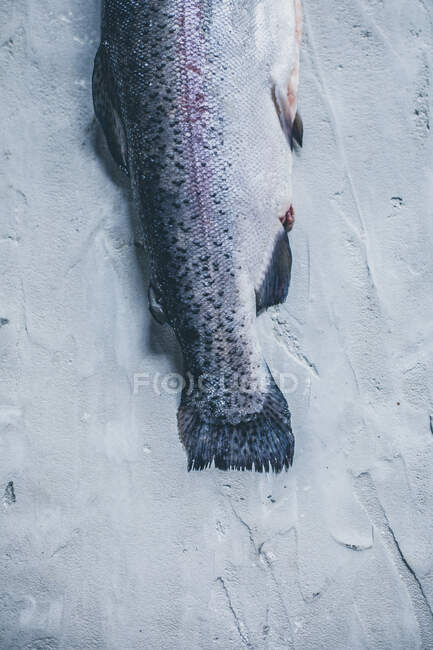 Primer plano de deliciosa cola de pescado - foto de stock