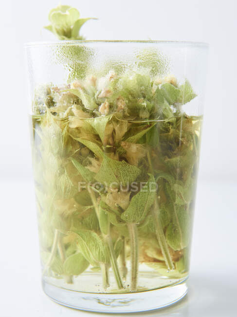Chá de montanha grego, fabricado em um copo — Fotografia de Stock