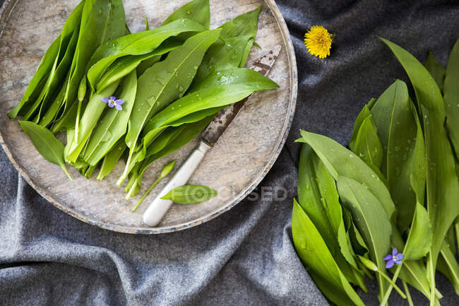 Fresh ramsons (wild garlic) — Stock Photo