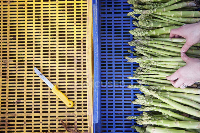 Manos colocando espárragos en una bandeja azul, con un cuchillo amarillo en una bandeja amarilla - foto de stock