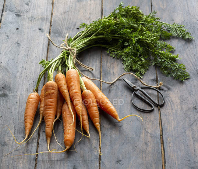 Bouquet de carottes avec des tiges vertes attachées avec de la ficelle et des ciseaux sur la surface en bois — Photo de stock