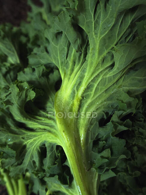 Frische Salatblätter, Nahaufnahme — Stockfoto
