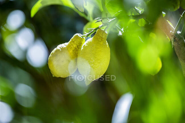 Fresh ripe fruits on the tree — Stock Photo