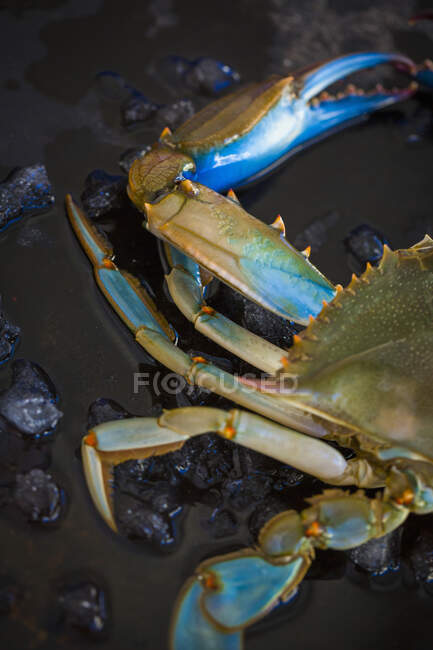 Plan rapproché du crabe cru dans la glace — Photo de stock