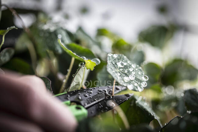 Hand cutting growing green leaves with water drops — Stock Photo
