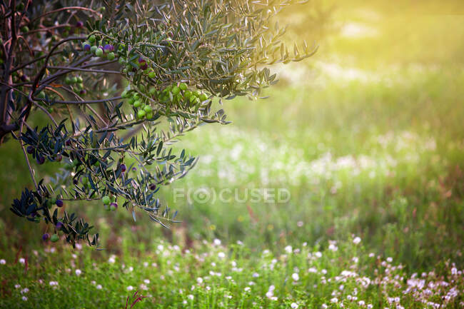Оливковое дерево на цветущем лугу — стоковое фото
