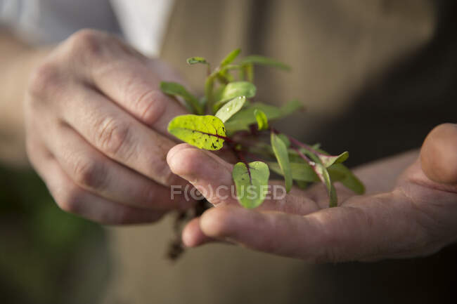 Una mano sosteniendo una planta joven con raíces - foto de stock