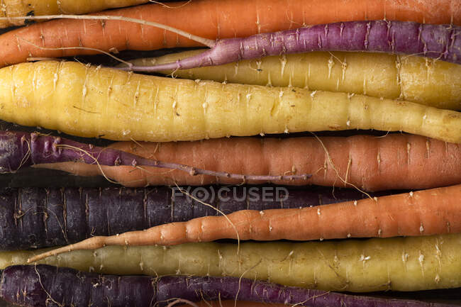 Various carrots, orange, yellow and purple roots, close up shot — Stock Photo