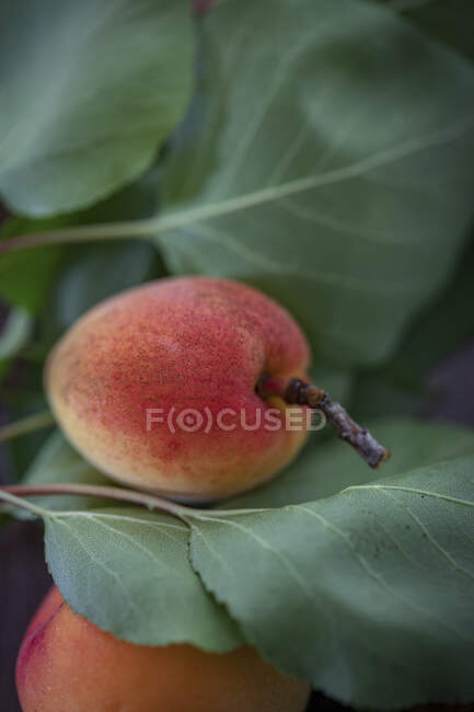 Une Wachauer Marille (abricot de Wachau) aux feuilles — Photo de stock