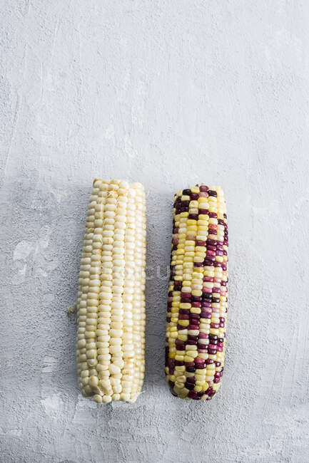 Frescas mazorcas de maíz coloridas y amarillas en superficie de hormigón - foto de stock