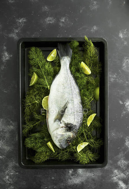 Fresh sea bass with fennel and limes - foto de stock