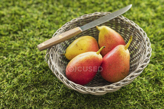 Чотири груші на кошику на зеленій траві з ножем — стокове фото