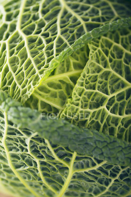 Close-up shot of Savoy cabbage head (close-up) - foto de stock