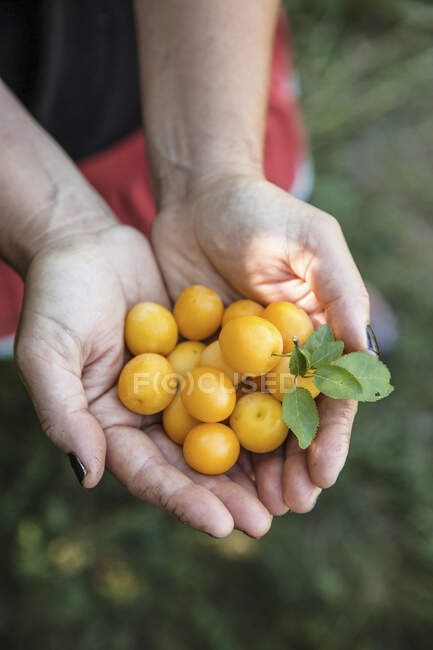 Hands holding fresh yellow plums with leaves — Stock Photo