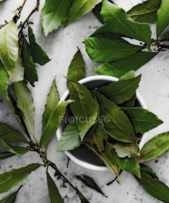 Primer plano de deliciosas hojas frescas de laurel - foto de stock