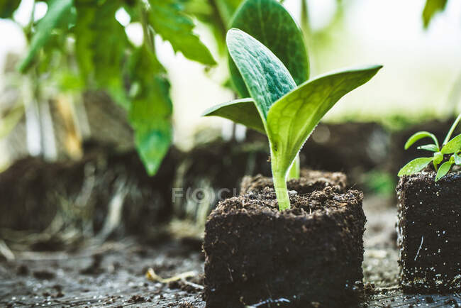 Close-up shot of delicious Seedlings in soil — Stock Photo