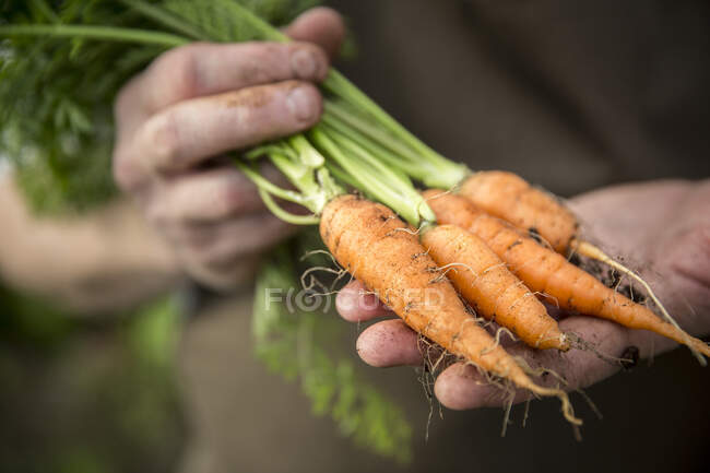 Mani che trattengono carote appena raccolte — Foto stock