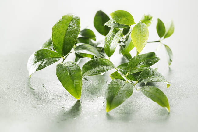 Folhas de limão Kaffir com gotas de água — Fotografia de Stock
