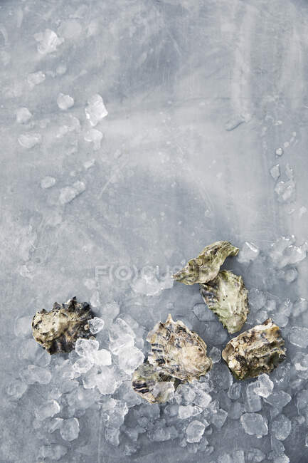 Ostras frescas sobre hielo picado - foto de stock