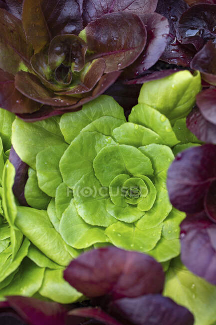 Green and red lettuces, close up shot — Stock Photo
