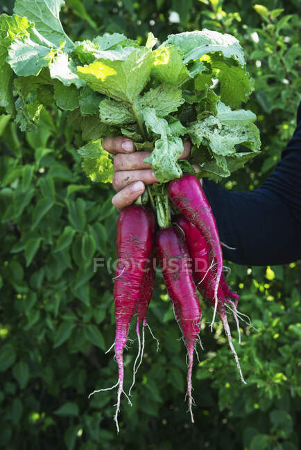 Man holds freshly harvested radish of the Hilds Neckarruhm variety — Stock Photo
