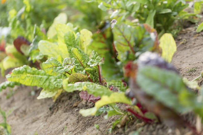 Swiss chard in the field — Stock Photo