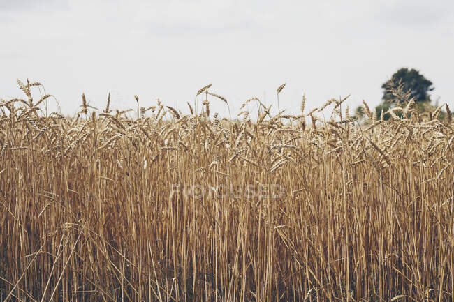 Campo de trigo bajo cielo nublado - foto de stock