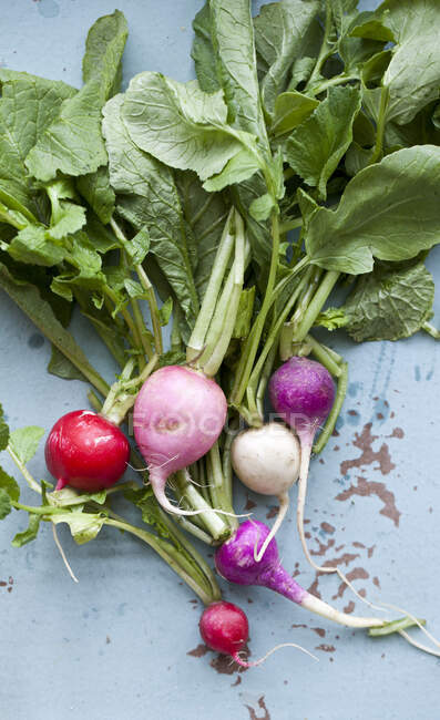 Variety of radish called Easter Radishes on a blue distressed tray — Stock Photo