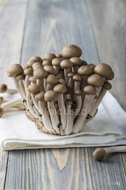 Close-up shot of delicious Shimeji (Asian mushrooms) — Stock Photo