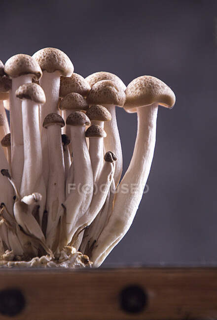 Close-up shot of delicious Asian edible mushrooms shimidzhi, brown — Stock Photo