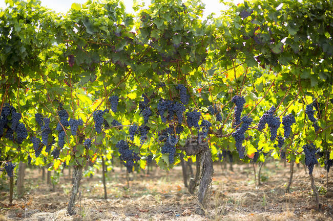 Ripe grapes growing on green bushes in sunlight — Stock Photo