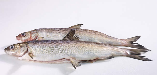 Close-up shot of delicious Two whole fresh whitefishes — Stock Photo