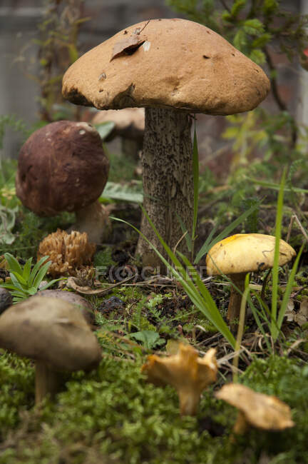 Крупним планом знімок смачних диких грибів — стокове фото