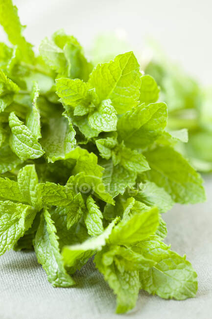Moroccan mint bunch, close up shot — Stock Photo