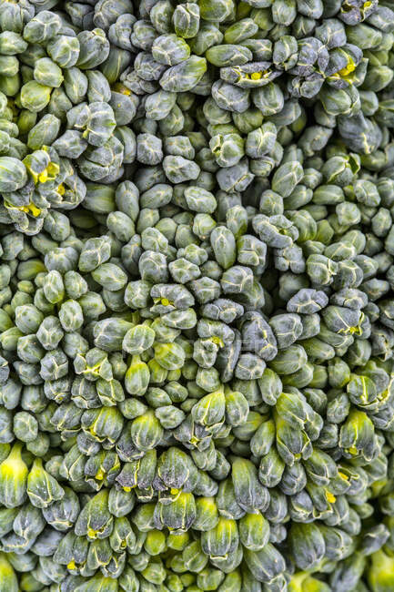 Broccoli (vista dettagliata, primo piano) — Foto stock
