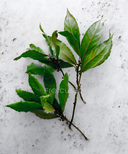 Primer plano de deliciosas hojas frescas de laurel - foto de stock
