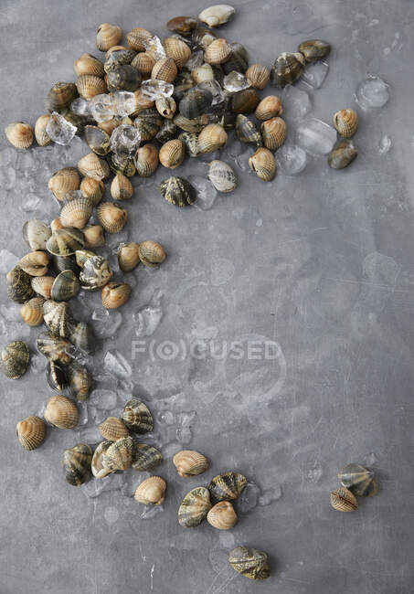 Clams on crushed ice — Stock Photo