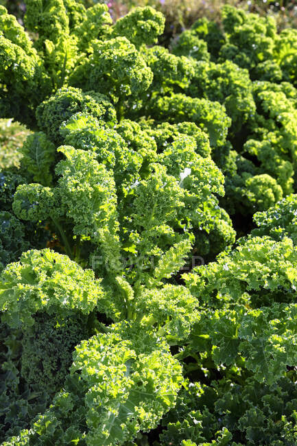 Primer plano de delicioso Kale en el campo - foto de stock