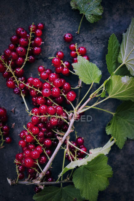 A sprig of redcurrants — Stock Photo