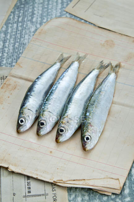 Four Fresh sardines on checkered paper — Stock Photo