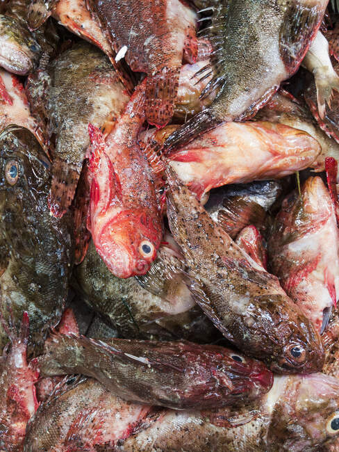 Pile de poissons frais, gros plan — Photo de stock