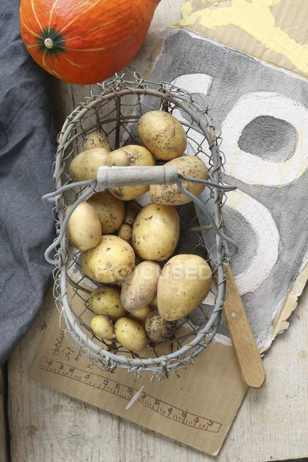 Freshly harvested potatoes in a wire basket — Stock Photo