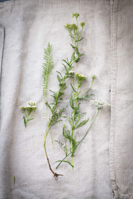 Flores frescas y hierbas sobre tela blanca - foto de stock