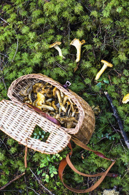 Las cantarelas recién recogidas en la cesta y en el suelo del bosque - foto de stock