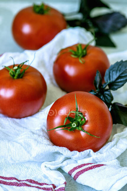 Fresh ripe tomatoes and purple basil on a towel — Stock Photo