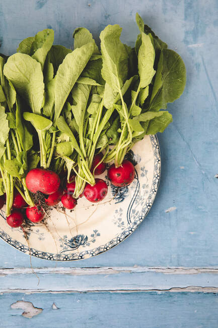 Fresh radishes on a vintage plate — Stock Photo